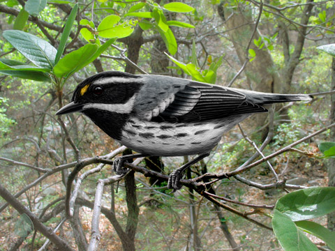 Black-throated Gray Warbler