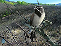 Black-throated Sparrow