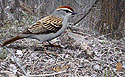 Chipping Sparrow