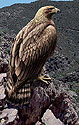 Golden Eagle