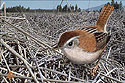 Marsh Wren