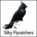 Silky Flycatchers